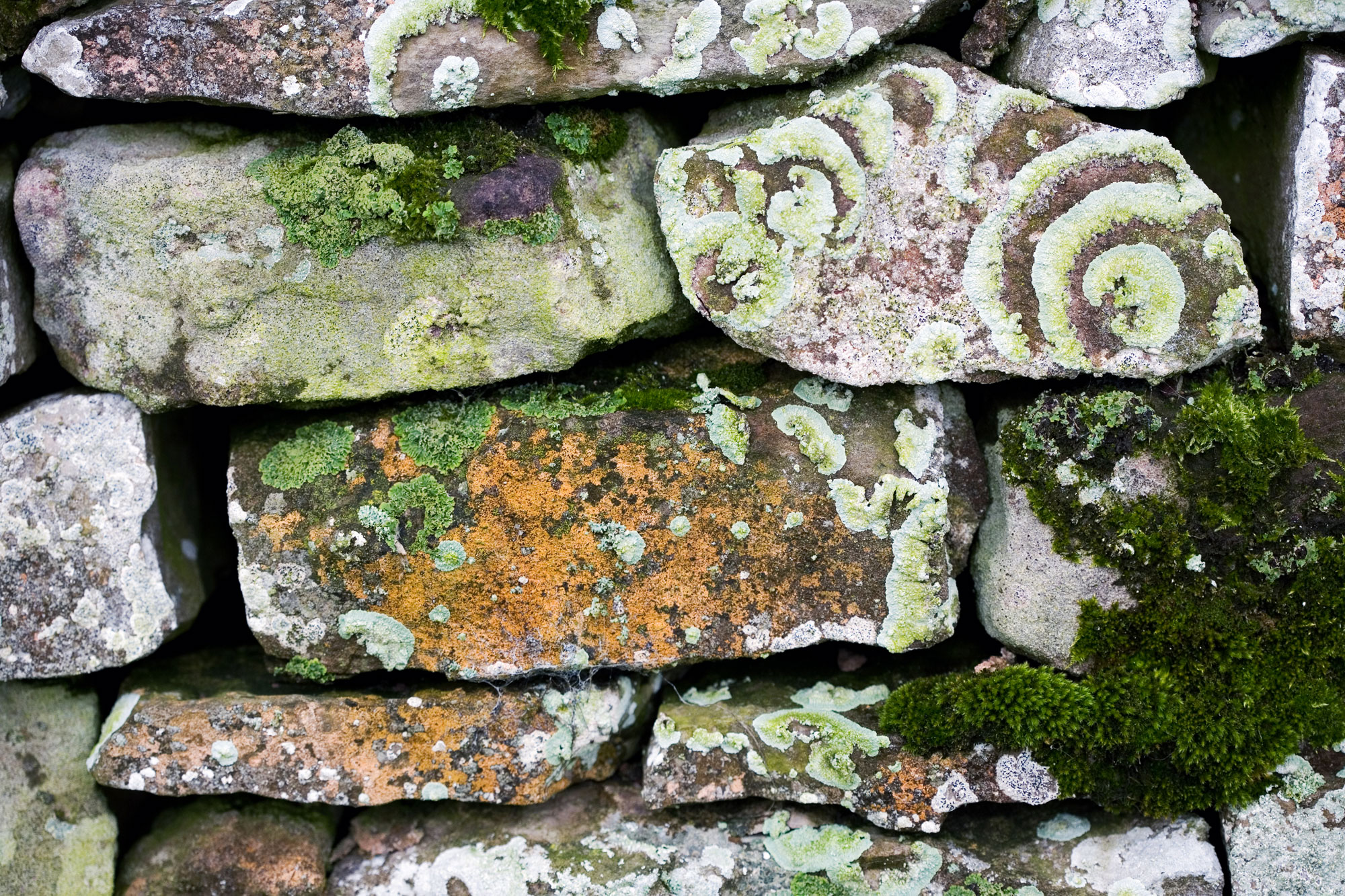 Lichen on dry stone wall